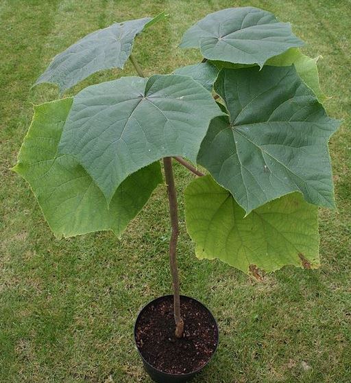 Plant Paulownia