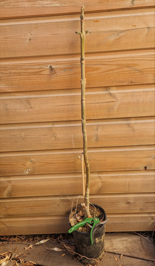 Plant Paulownia de 2 ans