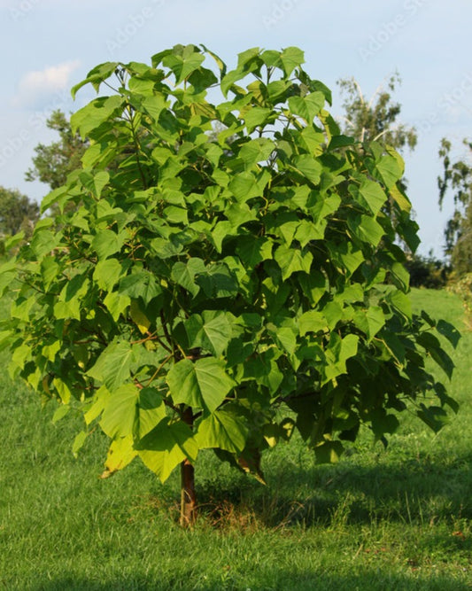 Plant Paulownia